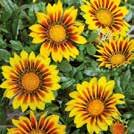 Exotic Garden luettelo 2018 Yksivuotiset kukat 0800 85 GAZANIA splendens 0800291 Keltatimanttikukka Kiss Yellow Flame Isoissa, hehkuvankeltaisissa