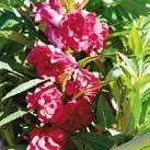 IMPATIENS balsamina Palsami Top Knot 0800257 Kasvaa 25 cm korkeaksi pensaaksi, jossa on paljon täysin kerrannaisia, ruusumaisia kukkia.