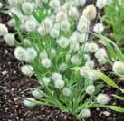 Exotic Garden luettelo 2018 Yksivuotiset kukat 0800 89 LAGURUS ovatus Jänönhäntä Bunny Tails 0800879 Tuuheat mättäät.