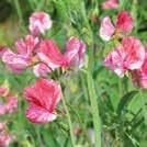 90 LATHYRUS odoratus 0800283 Tuoksuherne, hajuherne America Kulttuuriperintölajike vuodelta 1896.