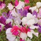 Exotic Garden luettelo 2018 Yksivuotiset kukat 0800 91 LATHYRUS odoratus 0800037 Tuoksuherne (hajuherne), sekoitus LUOMU.