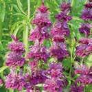 Exotic Garden luettelo 2018 Yksivuotiset kukat 0800 95 MONARDA hybrida 0800760 Purppuraväriminttu Bergamo Kauniit, pitkät, valtikkamaiset kukinnot.