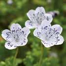NEMOPHILA maculata Täpläsievikki 3-5 300 siem 10-30 15 6-8 0800178 Valkoiset, laakean maljamaiset kukat.
