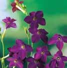 25 6-9 Hinta 4,50 NICOTIANA sylvestris 0800097 Narsissitupakka Only the Lonely Kotoisin Argentiinasta.