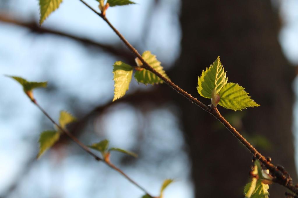 Puut tuottavat sokeria ja siitä suurin osa kuluu kasvamiseen. Puut kasvavat pituutta oksien kärjissä olevista silmuista, jotka valmistuvat edellisen vuoden kesänä.