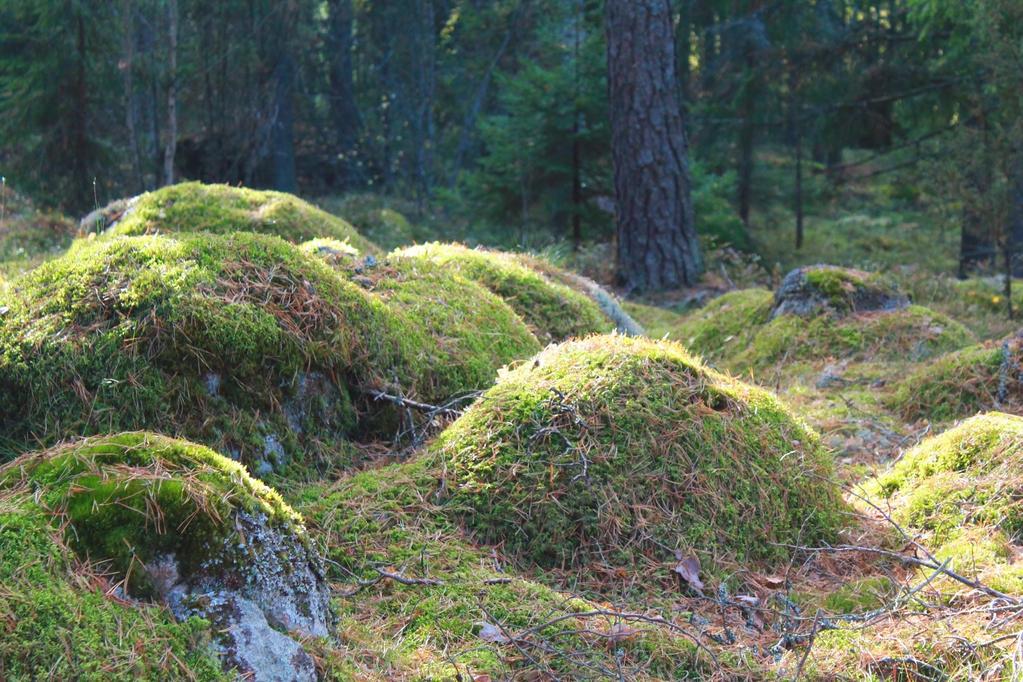 Sammalet ja jäkälät peittävät metsissä usein suuria alueita ja suojaavat joitakin kasveja.