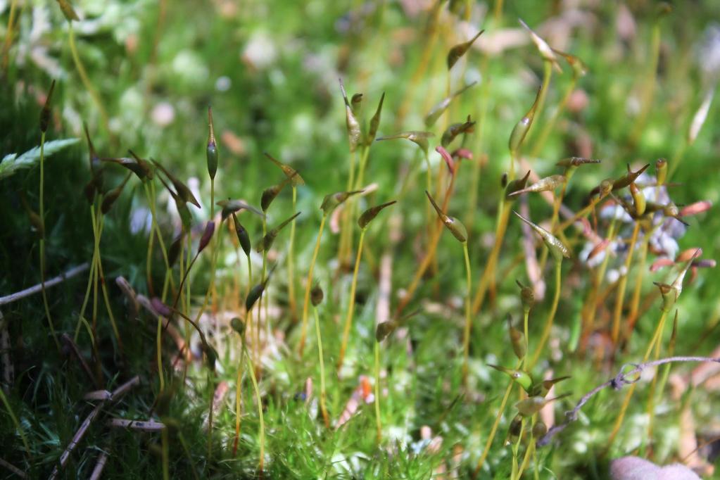 Isomyyränsammal Isomyyränsammal on pystyvartinen, haaraton, 1-6 cm korkea ja kasvaa sankkoina peitteinä tai joskus yksittäin.