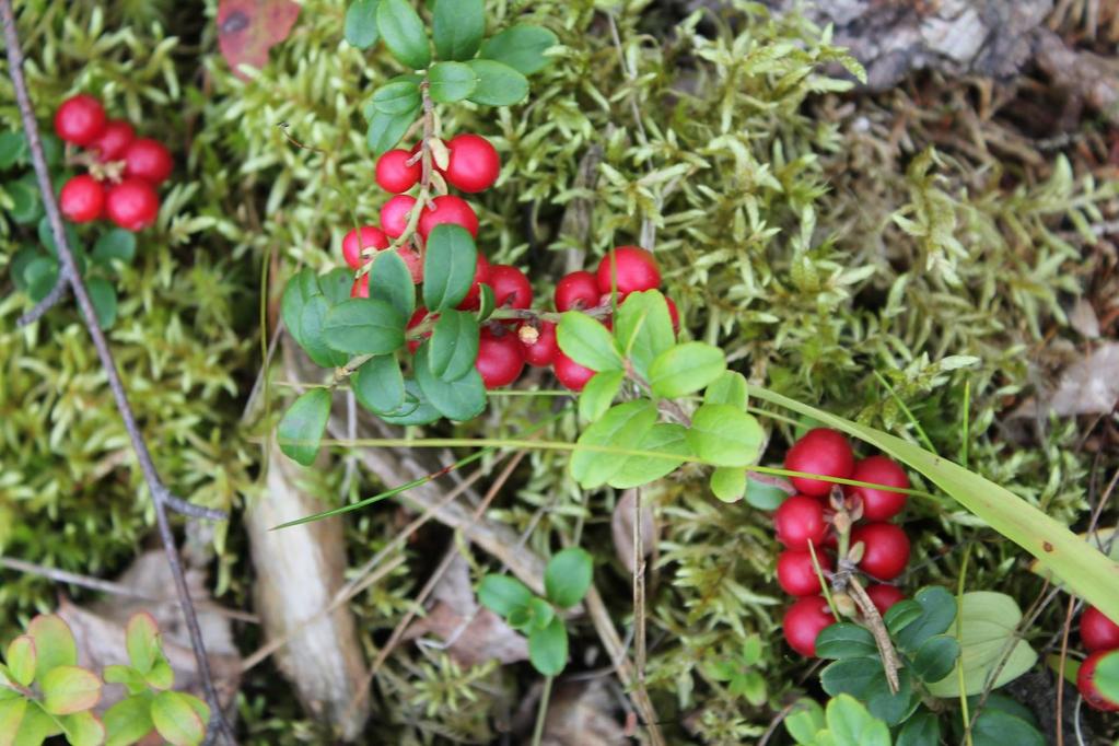 Kuvien mustikka ja puolukka ovat yhdet metsän yleisimmistä varvuista ja kuuluvat varpuihin sillä ne ylettyvät korkeintaan polveen asti sekä ne ovat