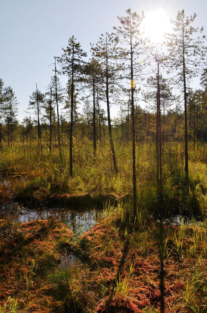24 on osaksi OMT-kangasta. Pieni, soistuva Pedonlampi on neva- ja rämelaitainen. Soranottoalueen laidalla on kaksi iso, jäkälärinteistä harjukuoppaa.
