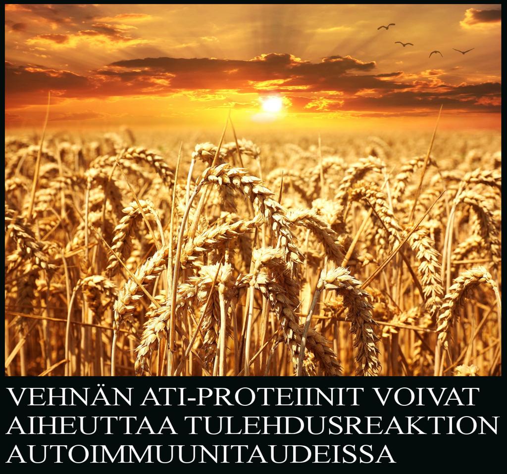 Vehnän ATI-proteiinit voivat aiheuttaa tulehdusreaktion Gluteenin terveyshaitat tunnetaan hyvin.