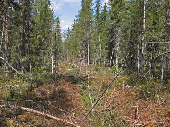 Huolellinen suunnittelu, hyvä tulos Suunnittelun merkitys korostuu heikosti kantavalla maalla, etenkin kun lisätään kesäkorjuuta.