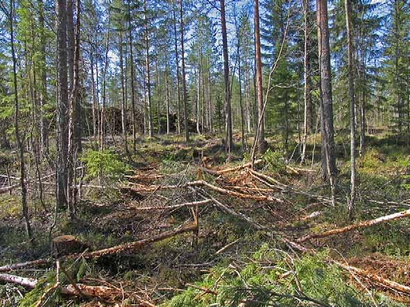 Ajourat sijoitettava huolella Heikosti kantava maa ei kestä useita ajokertoja: ajetaan mahdollisimman täysiä kuormia, että ajokerrat saadaan vähiin: sekakuormien teko ja purku hallittava.