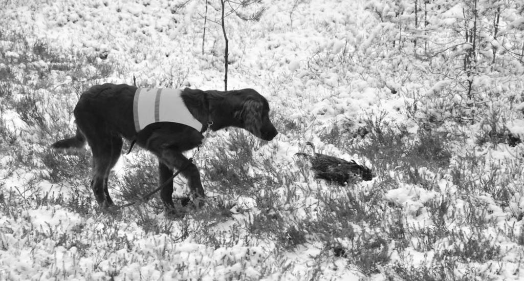 Terveisiä Lumijoen peltopäivästä Pohjois-Suomen settereiden aluetoiminta järjesti lokakuussa peltokatselmuksen kanakoirille. Meitä oli mukana 8 koirakkoa.