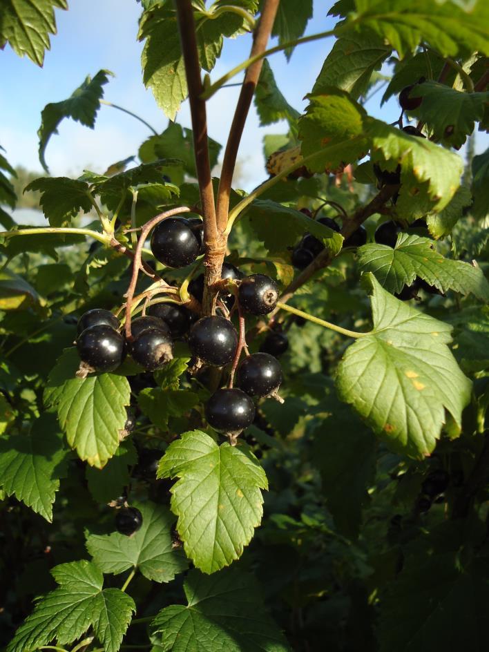 Mustaherukka (Ribes nigrum) Sivuvirrat: kuret, siemenet Kuret > Fenliset yhdisteet (antsyaniinit) > Vahva