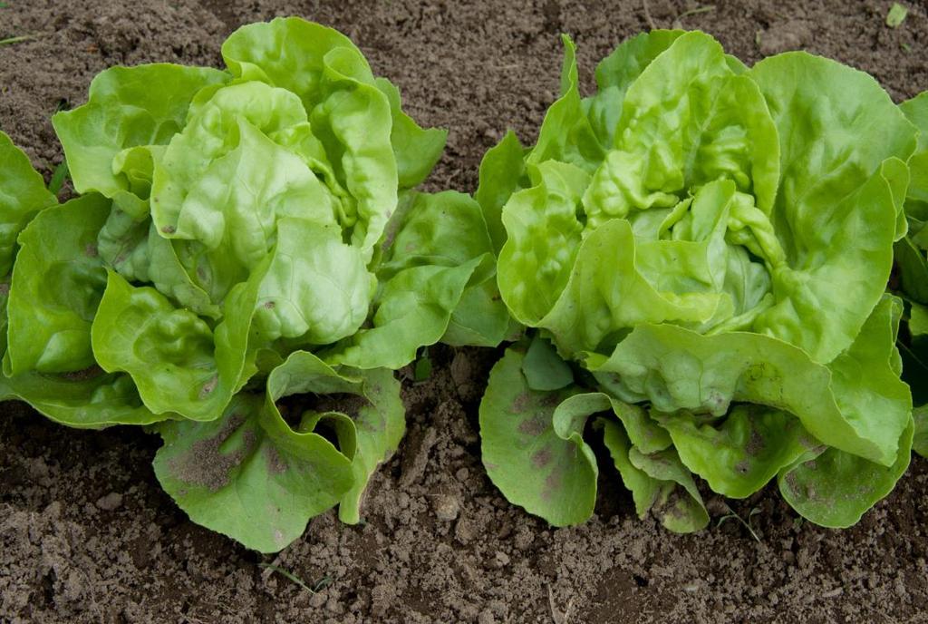 Lehtisalaatti (Lactuca sativa) Sivuvirrat: salaatin maanpäällinen