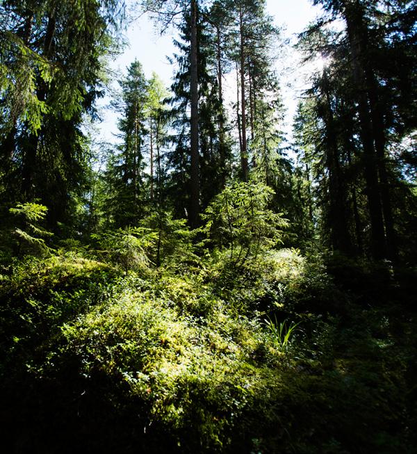 Metsävero-opas 2018 sivu 13 yhtymät ilmoittavat lomakkeella 36 helmikuun loppuun mennessä, jolloin yhtymät palauttavat myös metsä ja kausiveroilmoitukset.