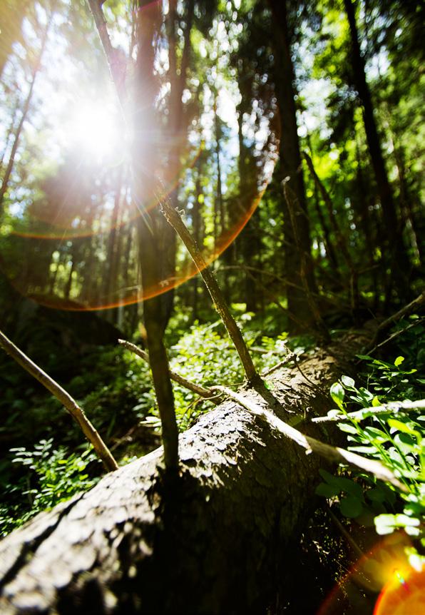 Metsävero-opas 2018 sivu 14 Arvonlisäverotus Verohallinto ei lähetä arvonlisäveroilmoitusta varten erikseen lomakkeita tai ohjeita.