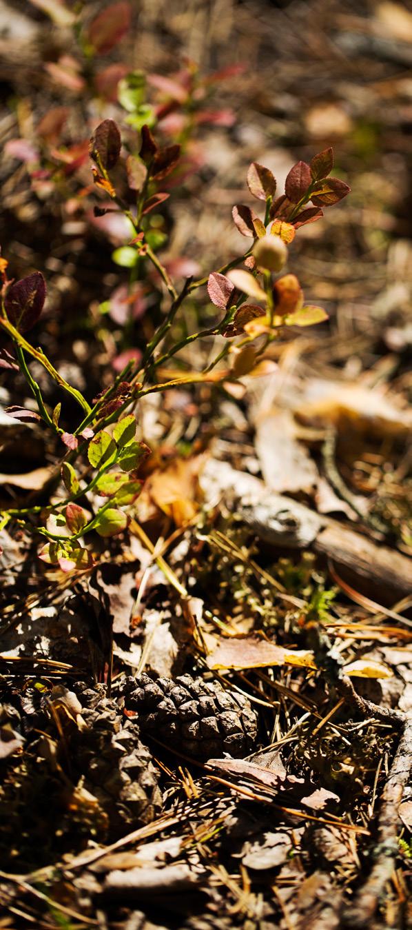 Metsävero-opas 2018 sivu 15 Arvonlisäverotuksessa puutavaran hintana käytetään puun kasvattamisen välittömiä ja välillisiä kustannuksia ilman oman työn arvoa, ei siis kantoraha-arvoa kuten puun