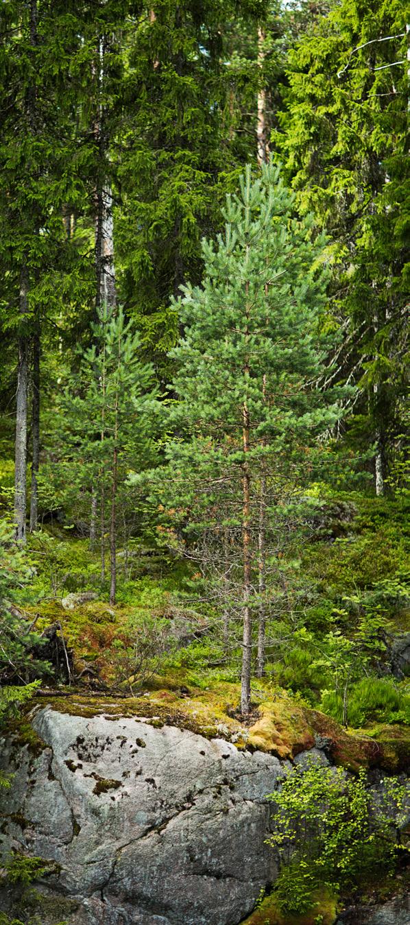 Metsävero-opas 2018 sivu 6 vähennetty ennakonpidätys ja lisätty mahdollinen arvonlisävero.