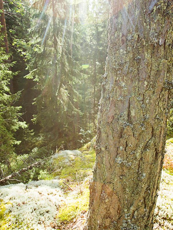 Metsävero-opas 2018 sivu 8 Valtion tuet Valtion Kemera lain perusteella maksamat metsätalouden tuet ovat veronalaista pääomatuloa ja ne kirjataan muistiinpanoihin metsätalouden tuloiksi.