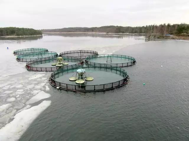 Tyhjät kehikot ei tarvitse paljon syvyyttä - Saariston suojissa = Etteivät liikkuvat jäät rikota kasvatusaltaita = Että alijäähtymisen ja kalojen kuolleisuuden