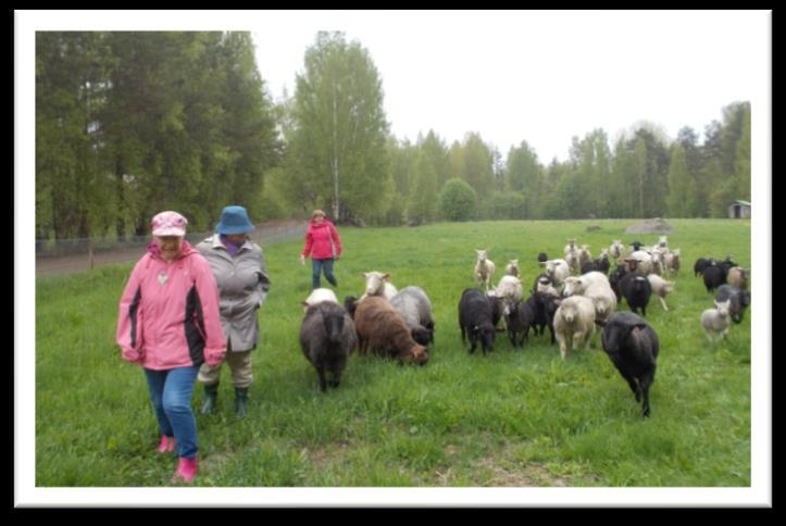 Koivutupalaiset Kurkaan maatilalla!