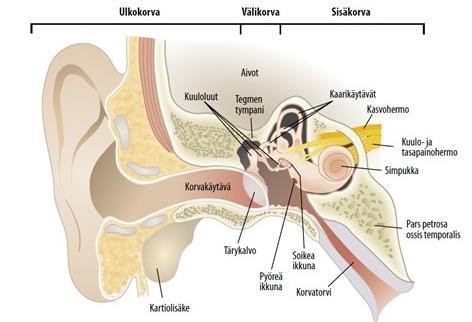 7 2 Opinnäytetyön teoreettinen viitekehys Teoreettisessa viitekehyksessä käsitellään korvan rakennetta sekä äkillistä välikorvatulehdusta ja sen hoitoa terveysasemalla ja kotona.