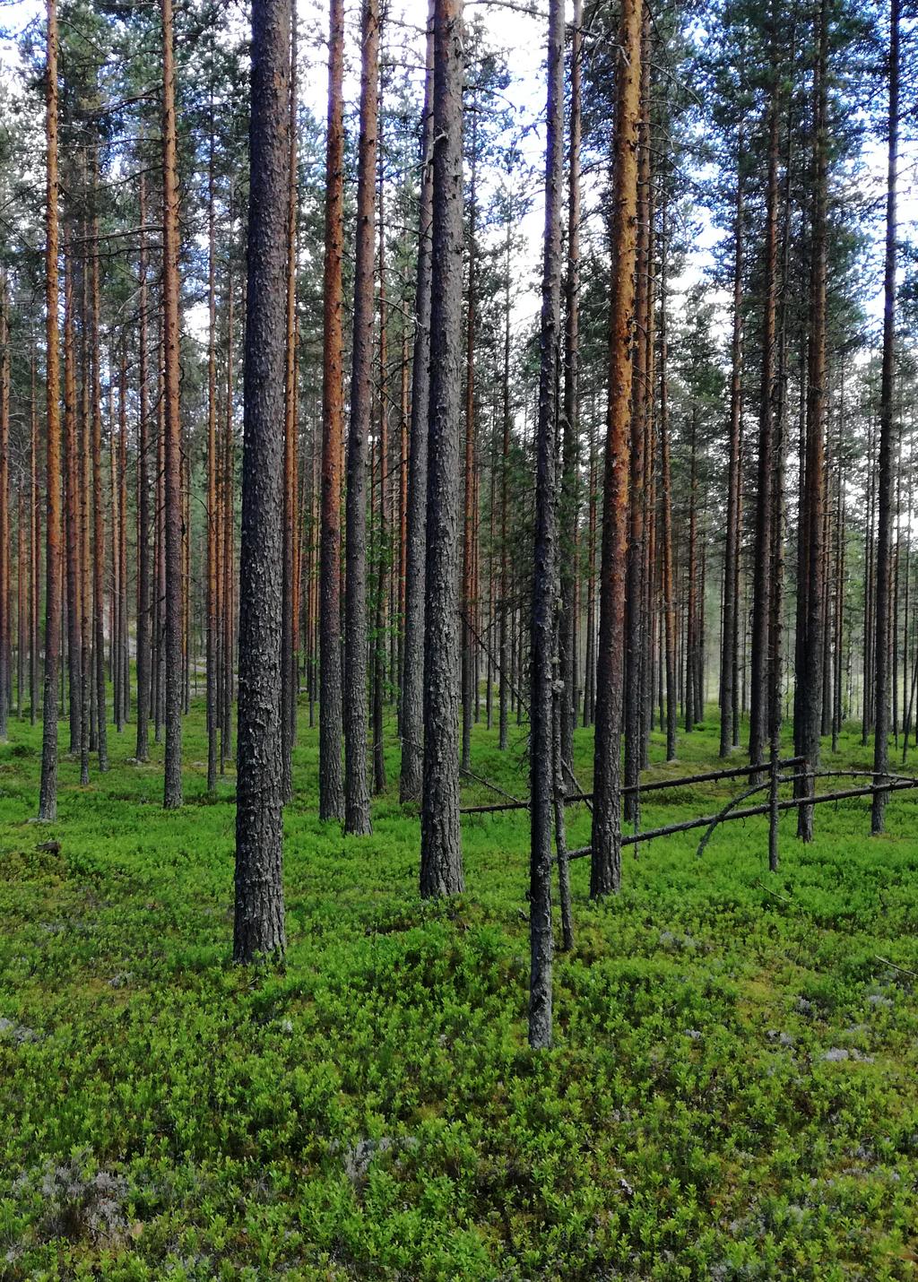 KIINTEISTÖARVIOINTI 3/17 Suomen