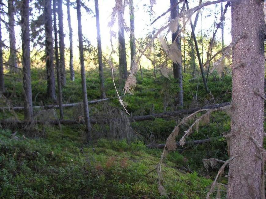 muinaismuistoja tai kohteita. Alueella on tervahautoja Hepolahden pohjukassa, jotka on otettu huomioon.