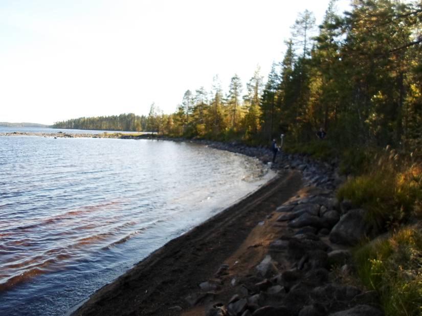 kurjenjalkaa. Hakkuualue on tälläkin kohtaa taustalla. Kuva 4. Tyypillistä metsäkasvillisuutta hakkuualueen ja rannan välissä. Mustikka ja variksenmarja ovat kenttäkerroksen valtalajit. Kuva 5.