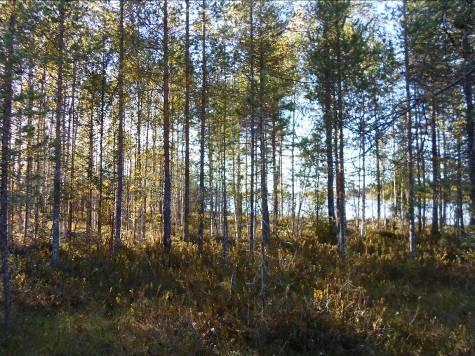 7 Jungus filiformis, jouhivihvilä 2 Erophorum vaginatum, tupasvilla 3 Rubus chamaemorus, lakka 2 Betula, nana, vaivaiskoivu 2 Varsanhännän eteläpuolella lohkarerannan taustalla indikoi kasvillisuus