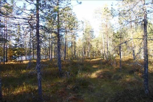 Suunnittelualueen eteläosassa on lisäksi kaunis rantaa vasten kohtisuuntainen lohkarevyö, joka lienee Varsanhännän tapainen muinaisen aalto- ja glasifluviaalitoiminnan aikaansaama muodostuma (ks kuva