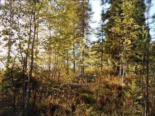 Lahden pohjoisrannalla on tehty hakkuita. Rannan läheisyydessä on metsäkasvillisuus pääosin mänty-kuusivaltaista tuoretta kangasta. Harvennushakkuita oli menossa kesällä 2013.