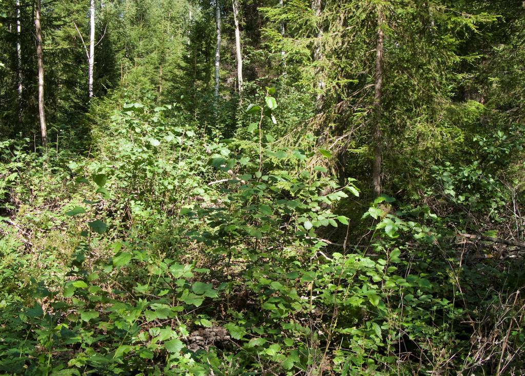 Kuva 4. Nuorta, harvennettua metsää. Osa-alueen eteläosassa on noin 20 metriä leveä itä-länsisuuntainen aukko, joka ulottuu rantaan saakka.