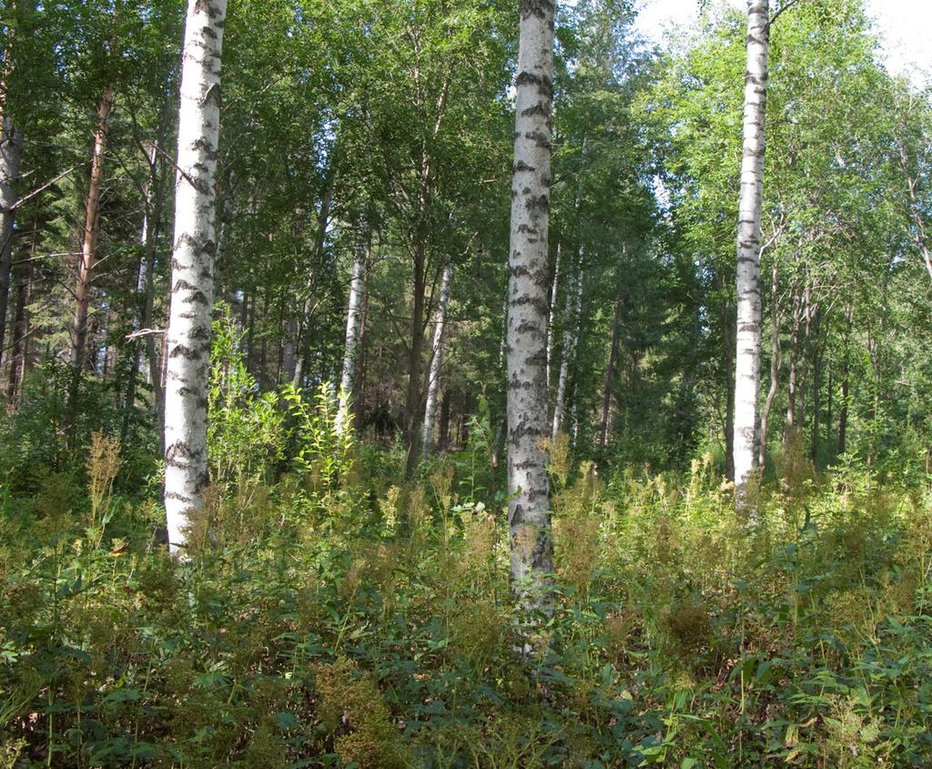 Kuva 5. Piha-alueiden länsipuoleista metsää. Kallioisen harjanteen ja piha-alueiden välinen alue on kasvillisuudeltaan hyvin rehevää ja vaikeakulkuista, ainakin osin entistä peltoa/niittyä.