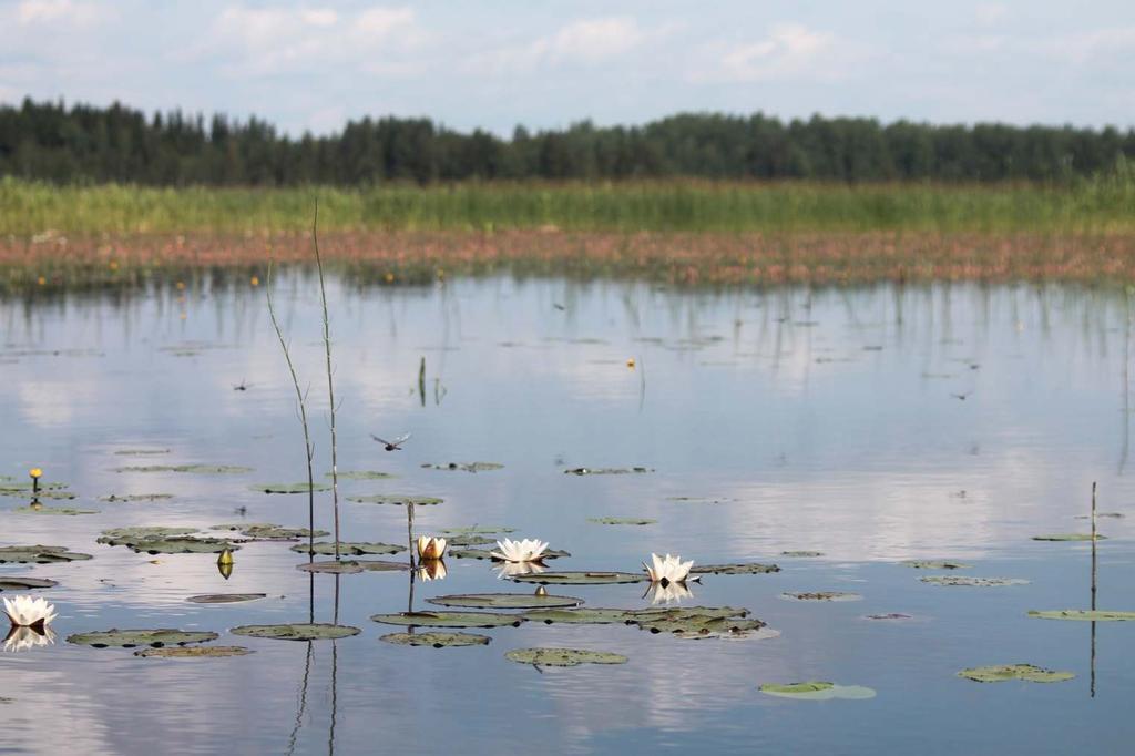 Kuonanjärven ja Suuren Vehkajärven