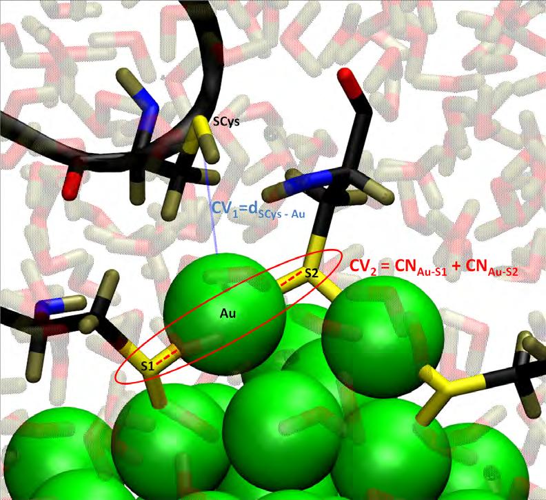 Reaktio atomitasolla Pyrimme linkittämään nanopartikkelin proteiiniin à muodostetaan niiden välille Au-S sidos