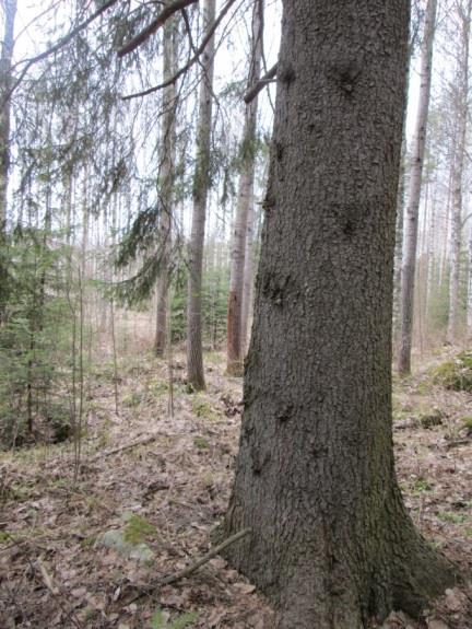 Muutaman alueen laidalla sijaitsevan kuusen alla papanoita oli sen verran runsaasti, että kyseessä saattoi olla pesäpuu.