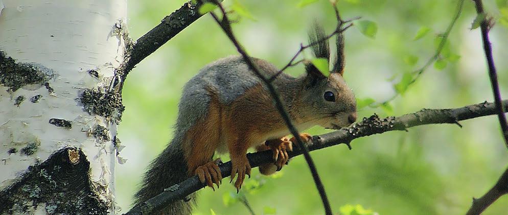 Se kertoo paljonko metsästä voi saada tuloja tulevina vuosina ja paljonko metsänhoitoon pitää panostaa. Jokaiselle yksittäiselle metsäkuviolle on esitetty ehdotus käsittelystä tai levosta.