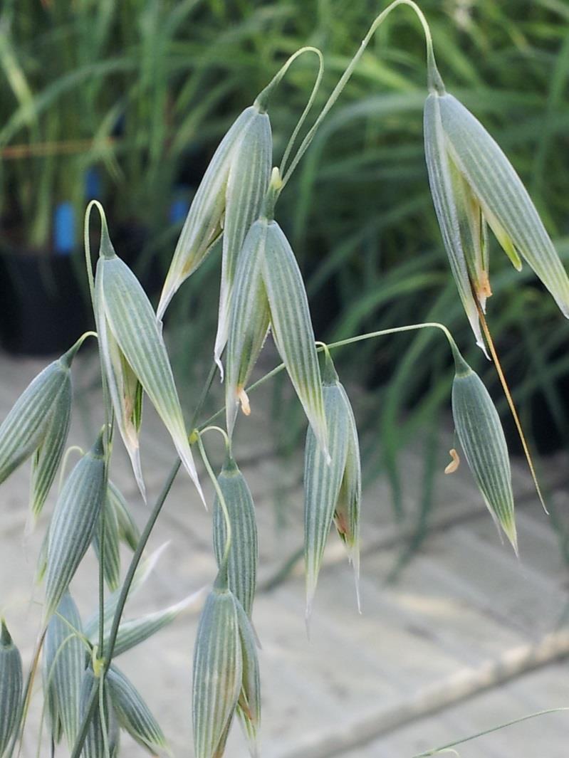 KAURAT SIEMENTUOTANNOSSA Fusarium-sienen torjunta - Viljelykierto - Kasvijätteen