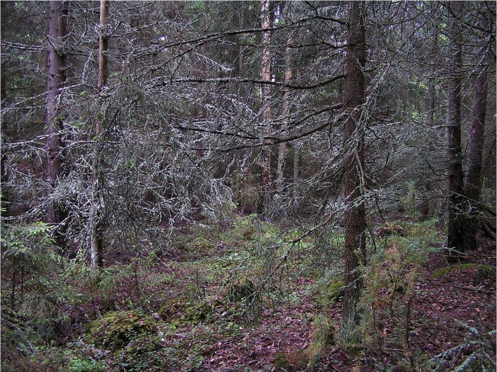 Kangasmaat Kangasmailla kasvaa metsää, joka on melko luonnontilaista ja monin paikoin hyvin tiheää. Metsän puusto on kuusivaltaista sekapuustoa.