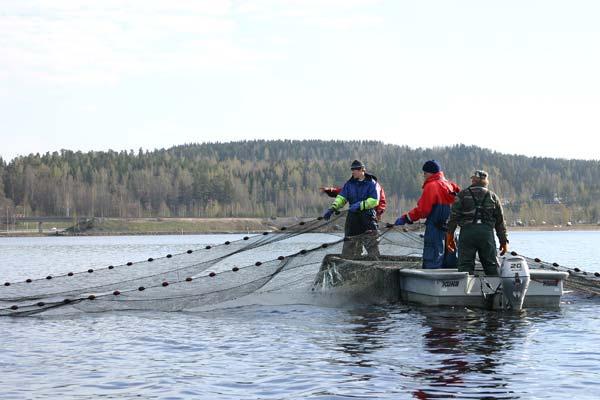 Ravintoketjukunnostus vesistön tilan kohentajana Pia