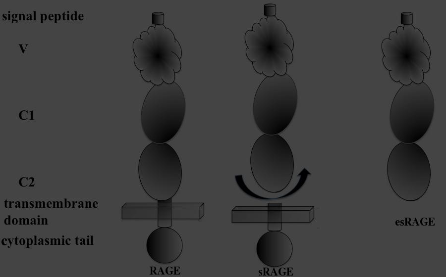 Glykosylaation kautta syntyvien lopputuotteiden reseptori Receptor for advanced glycation end products (RAGE) on immunoglobuliinin kaltainen solukalvomolekyyli RAGE:lla on useita tunnettuja