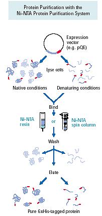 12.10. IMAC:n käyttö IMAC:iaa käytetään yleisesti etenkin histidiinihännän sisältävien rekombinanttiproteiinien puhdistamisessa.