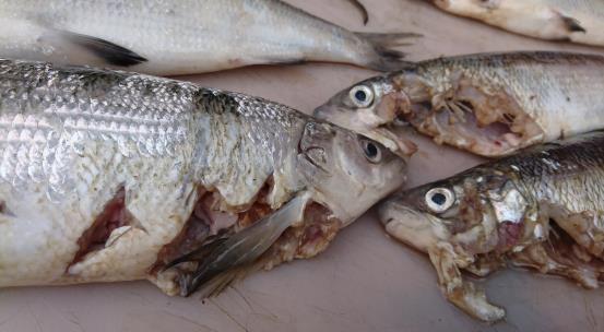 tärkeä osa kalastajien ja tutkijoiden välistä kumppanuutta Käytännön kokeita ja seurantoja toteutetaan