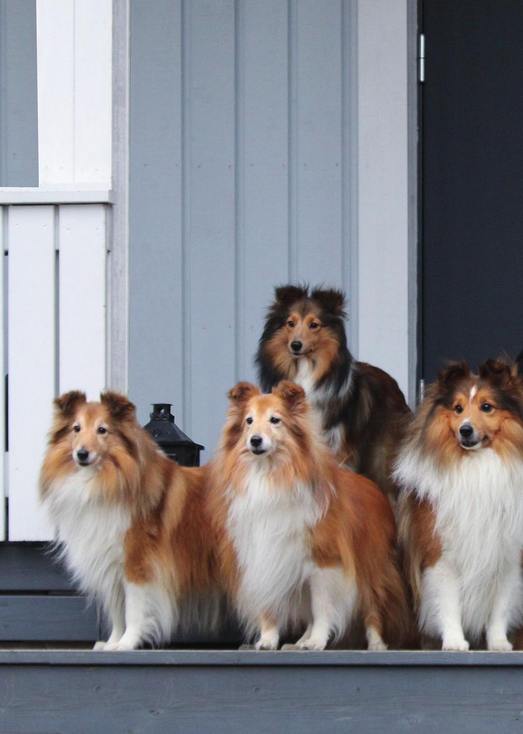 Vuolasvirta-palkinto KENNEL ANYWAY LEENA KOKKO Leena Kokko, kuvat Sirpa Saari Suomen Kennelliitto myönsi Vuolasvirta-palkinnon viime vuonna vain yhdelle