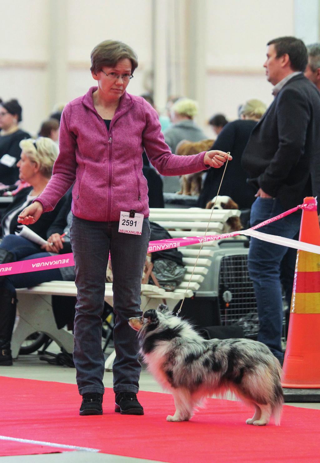 Näyttelyt TURUN TOP DOG SHOW TUOMARIKOMMENTTI Anna Uthorn, Shelgate kennel, käännös ja kuvat Sirpa Saari Minua pyydettiin kirjoittamaan muutama rivi tuomarikommentteja Turun Top Dog Show näyttelystä.