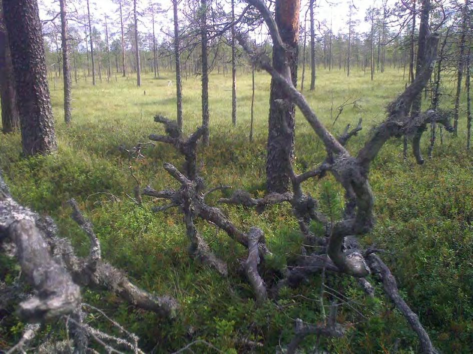 181 / 308 Kuva 60. Pampalon alueen suon metsäsaarekkeissa on vanhaa puustoa ja lahopuuta.
