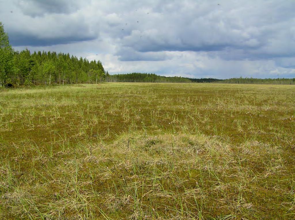 190 / 308 Kuva 66. Korvilansuo pohjoiseen. (kuva: Heikki Pönkkä) Korvilansuo on luonnontilaisena arvokas ja sen reuna-alueilla on merkitystä kanalinnuille.