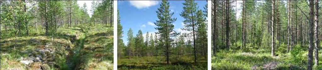 229 / 308 Kuva 96. Kuvat vasemmalta lukien: Kuivistonsuon ojitusta, varputurvekangasta ja tuore kangas. (kuvat: Ville Vuorio, osuuskunta TOIMI) 16